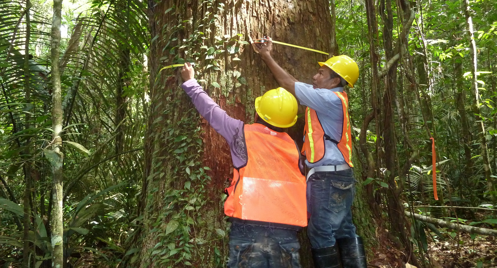 Iwokrama International Centre – Iwokrama! The Green Heart of Guyana.