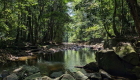 Photo 2 – Forest on route to Turu Falls- a new tourism hiking highlight for Iwokrama 